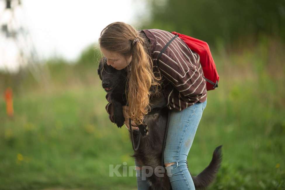 Собаки в Москве: Найт Мальчик, Бесплатно - фото 15