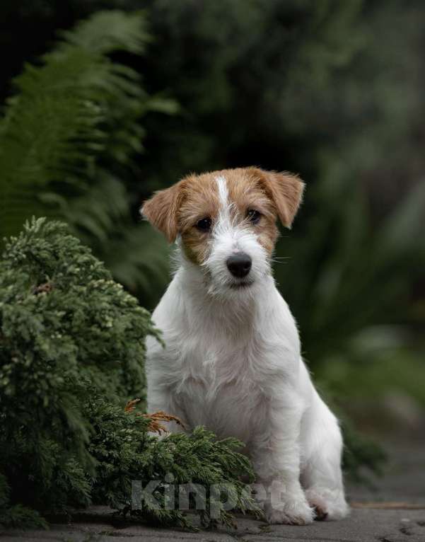 Собаки в Москве: Перспективный для выставок и разведения щенок джек рассел терьера жесткошерстный Мальчик, 80 000 руб. - фото 2