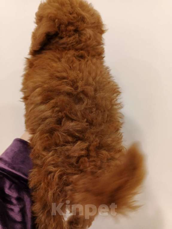 Собаки в Москве: Парень той-пудель РКФ. Мальчик, 100 000 руб. - фото 5