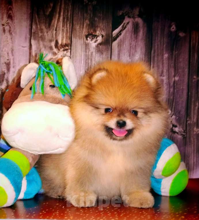 Собаки в Соликамске: Померанский шпиц Мальчик, 50 000 руб. - фото 1