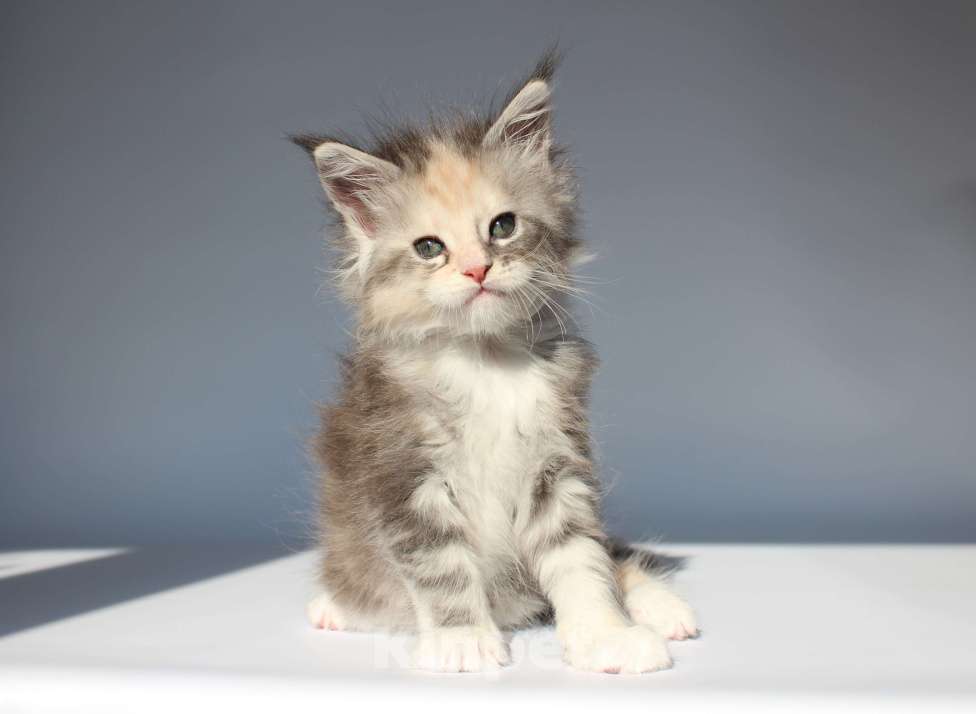 Кошки в Екатеринбурге: Деметра кошка Девочка, 35 000 руб. - фото 1