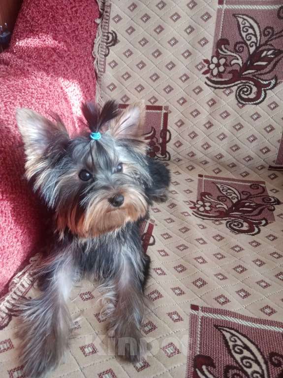 Собаки в Пензе: продаётся щенок Мальчик, 15 000 руб. - фото 2