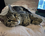 Кошки в Теберде: Молодой котик ищет дом, Бесплатно - фото 6