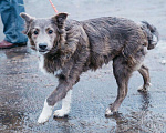 Собаки в Москве: Грей ищет дом  Мальчик, 10 руб. - фото 2