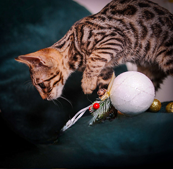 Бенгальский котенок 