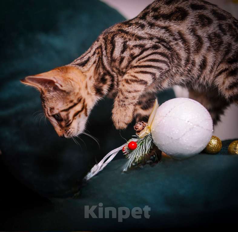 Кошки в Москве: Бенгальский котенок  Мальчик, 35 000 руб. - фото 9