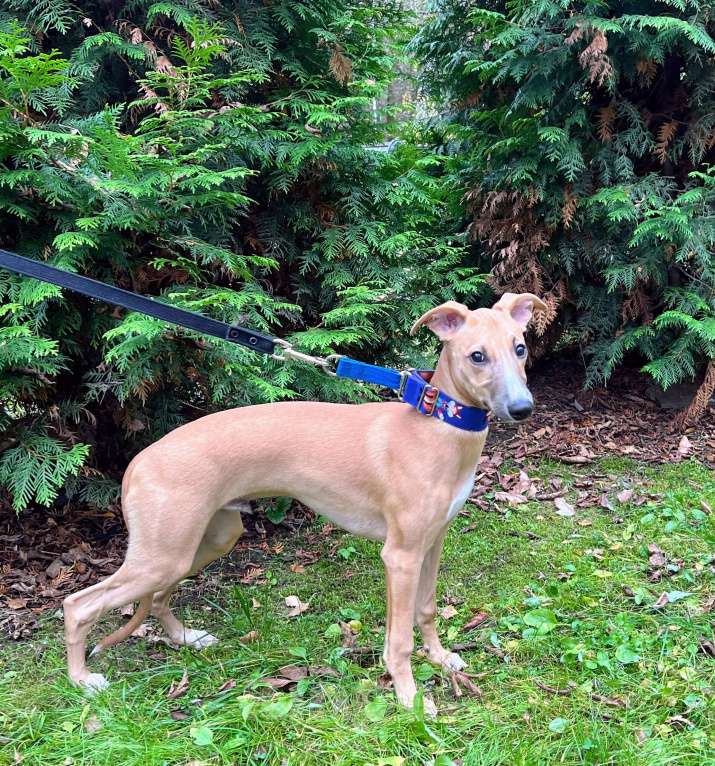 Собаки в Кубинке: Щенок уиппета Мальчик, Бесплатно - фото 8