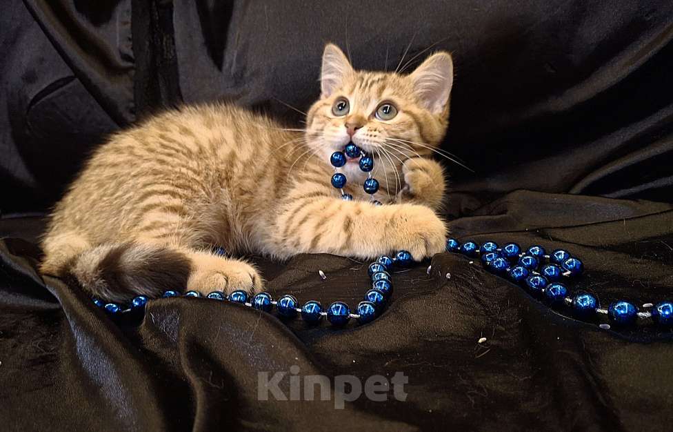 Кошки в Москве: Шотландский котенок шоколадный пятнистый Мальчик, 15 000 руб. - фото 1