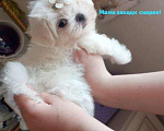 Собаки в Липецке: мальтезе Мальчик, Бесплатно - фото 1