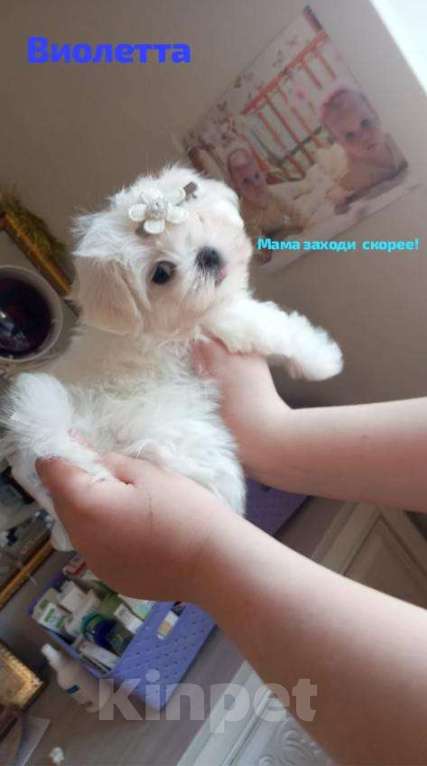 Собаки в Липецке: мальтезе Мальчик, Бесплатно - фото 1