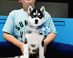Собаки в Череповце: Хаски Щенки Разных окрасов Разнополые, Бесплатно - фото 1