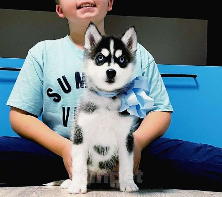 Собаки в Череповце: Хаски Щенки Разных окрасов Разнополые, Бесплатно - фото 1