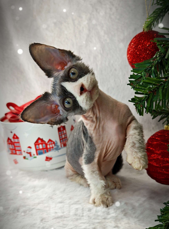 Кошки в Екатеринбурге: Канадский сфинкс котенок двэльф  Мальчик, 60 000 руб. - фото 6