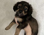 Собаки в Краснодаре: Щенок  Девочка, 1 000 руб. - фото 2