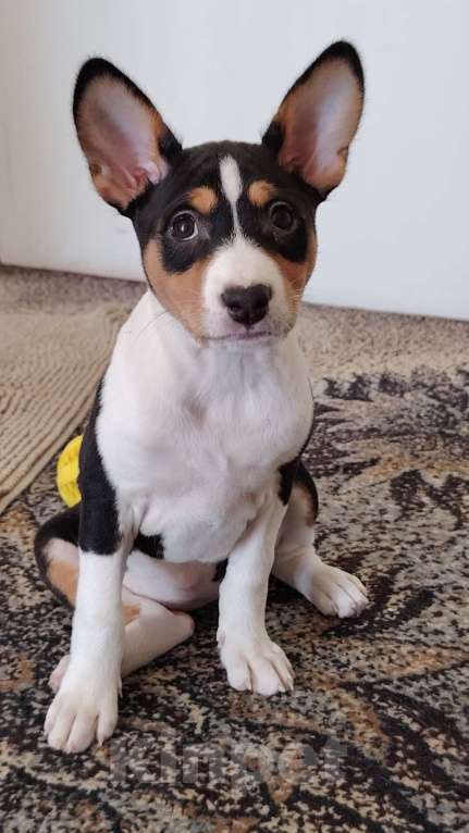 Собаки в Санкт-Петербурге: Щенок басенджи триколор Девочка, Бесплатно - фото 3