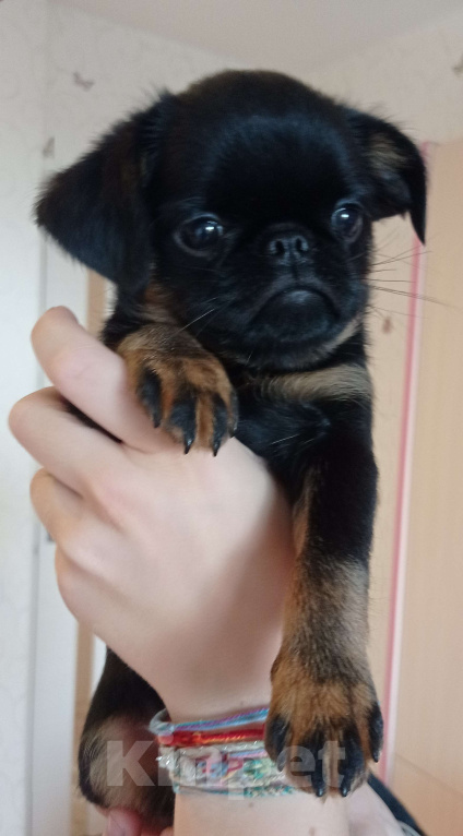 Собаки в Москве: Черно-подпалая девочка  Девочка, 55 000 руб. - фото 3