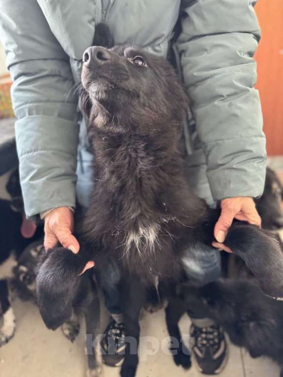 Собаки в Москве: Отдам щенка срочно Девочка, Бесплатно - фото 6