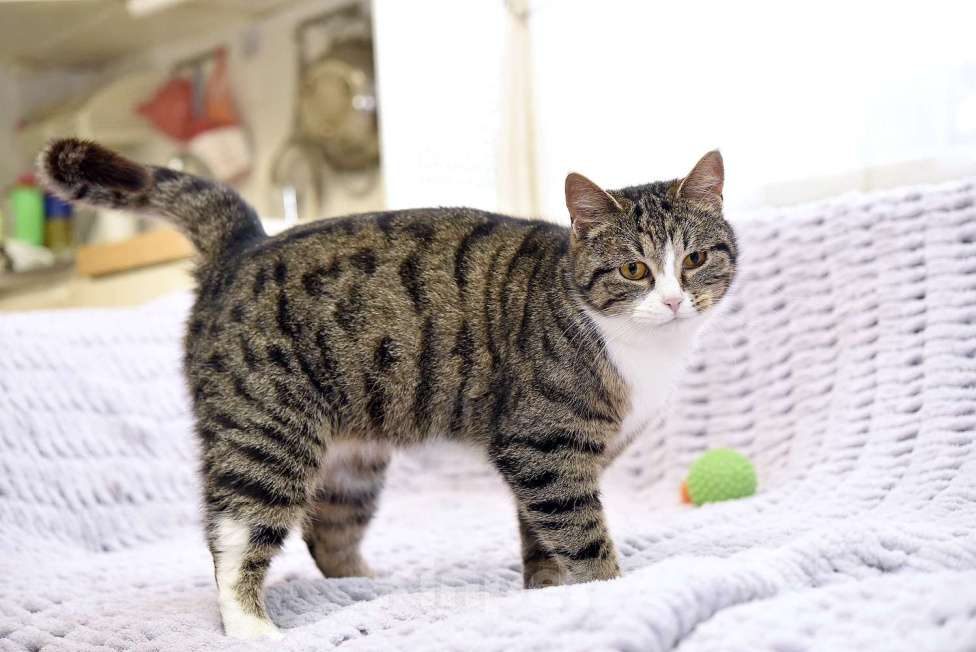 Кошки в Москве: Искра ищет дом! Девочка, Бесплатно - фото 2