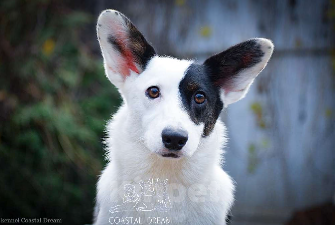 Собаки в Москве: Вельш корги кардиган (девочка) Девочка, 30 000 руб. - фото 3