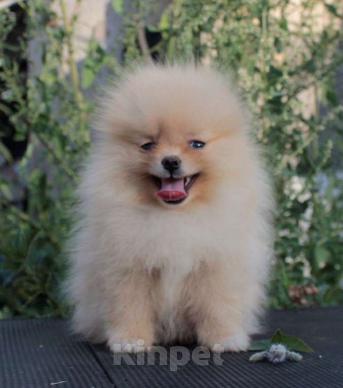 Собаки в Москве: померанский шпиц щенки 2 мес, 25 000 руб. - фото 6