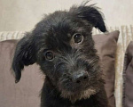Собаки в Москве: Уголек. Ищет дом, вкусняшки  и хозяйскую руку. Мальчик, Бесплатно - фото 1