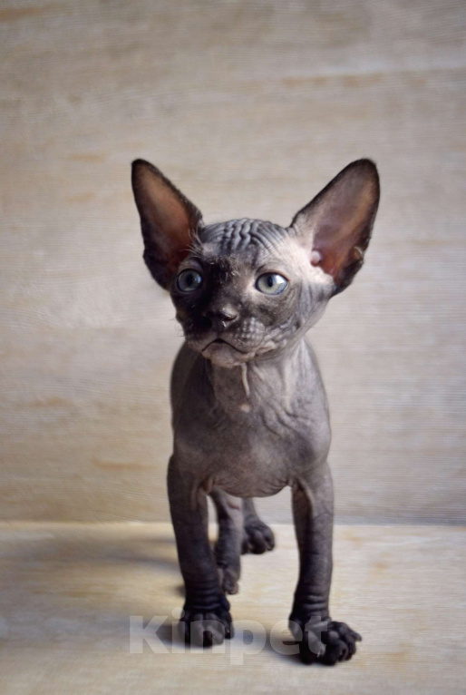 Кошки в Краснодаре: Котёнок Сфинкс Эльф мальчик Мальчик, Бесплатно - фото 2