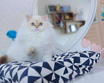 Кошки в Москве: Британская девочка Галатея Девочка, 130 000 руб. - фото 6