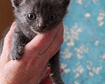 Кошки в Казани: Котята в добрые руки Разнополые, Бесплатно - фото 5