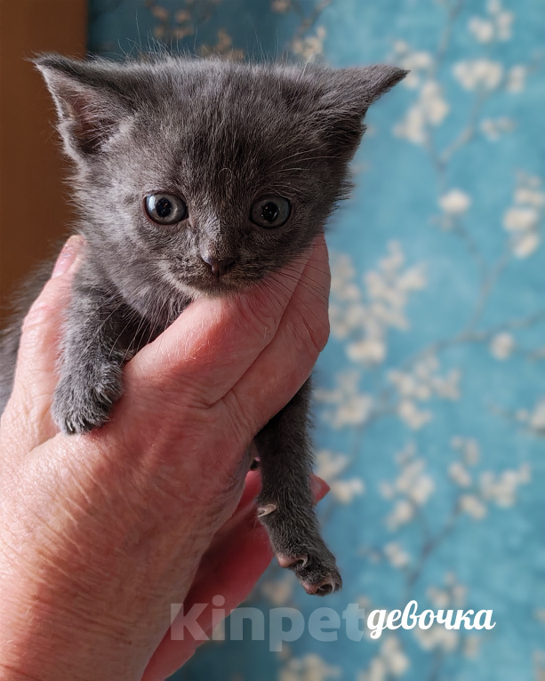 Кошки в Казани: Котята в добрые руки Разнополые, Бесплатно - фото 5