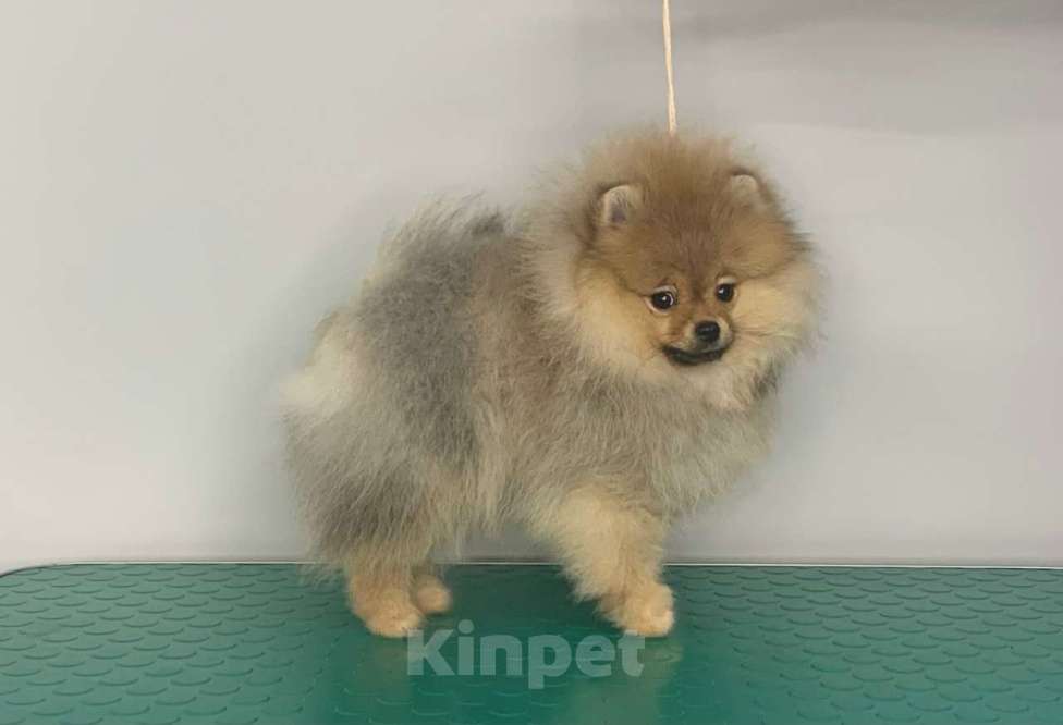 Собаки в Санкт-Петербурге: Померанский шпиц 3 месяца Мальчик, Бесплатно - фото 4