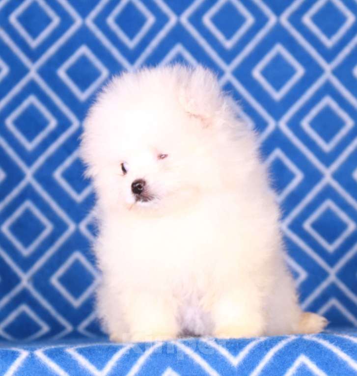 Собаки в Москве: мальтипом девочка Девочка, 15 000 руб. - фото 4