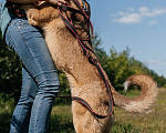 Собаки в Химках: Солнечный пес Мальчик, Бесплатно - фото 4