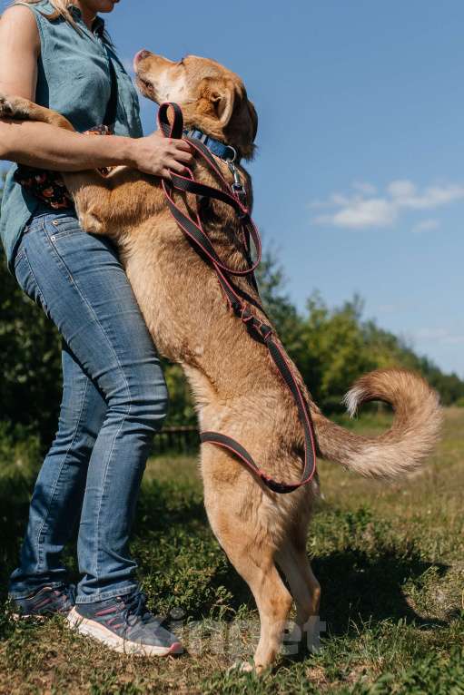 Собаки в Химках: Солнечный пес Мальчик, Бесплатно - фото 4