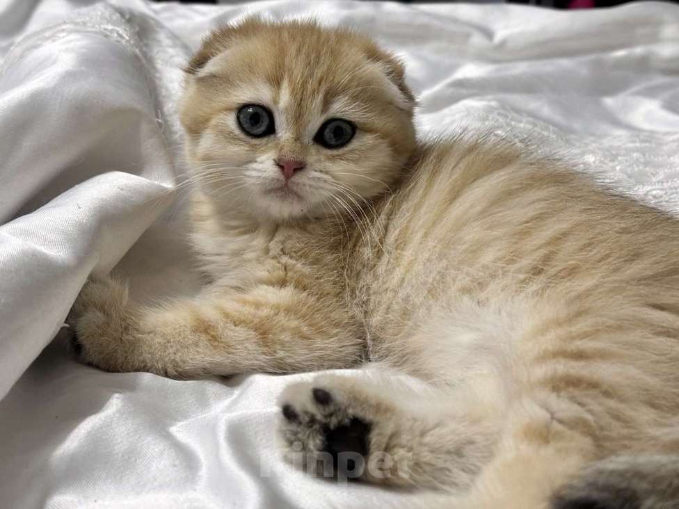 Кошки в Москве: Шотландский вислоухий котёнок  Девочка, 15 000 руб. - фото 4