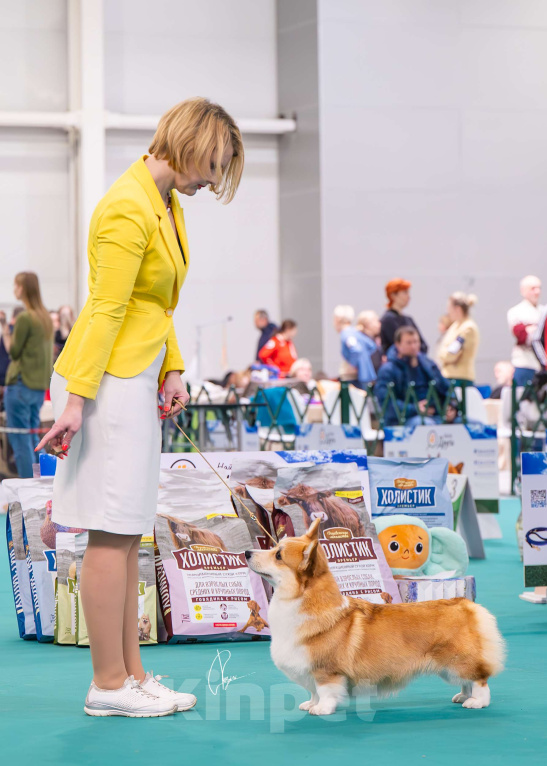 Собаки в Твери: Щенок Вельш Корги Пемброк Девочка, 50 000 руб. - фото 6