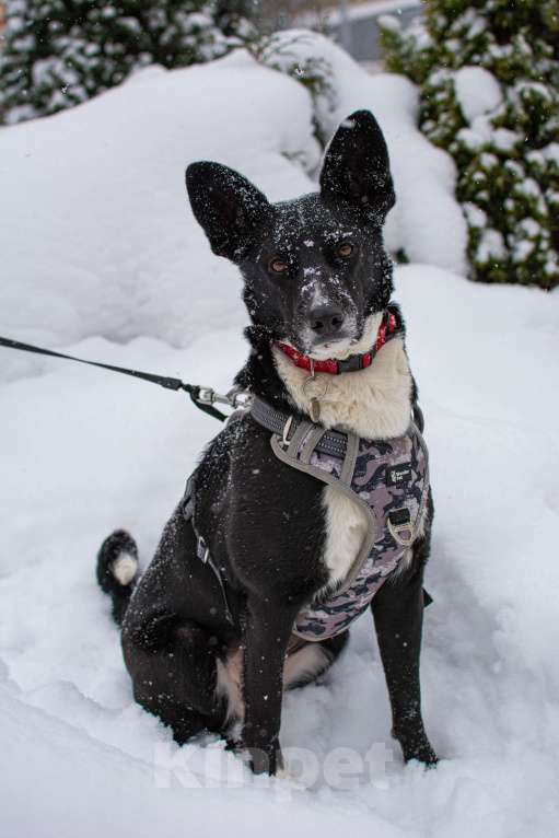 Собаки в Москве: Микки, идеальная собака для квартиры  Девочка, Бесплатно - фото 3