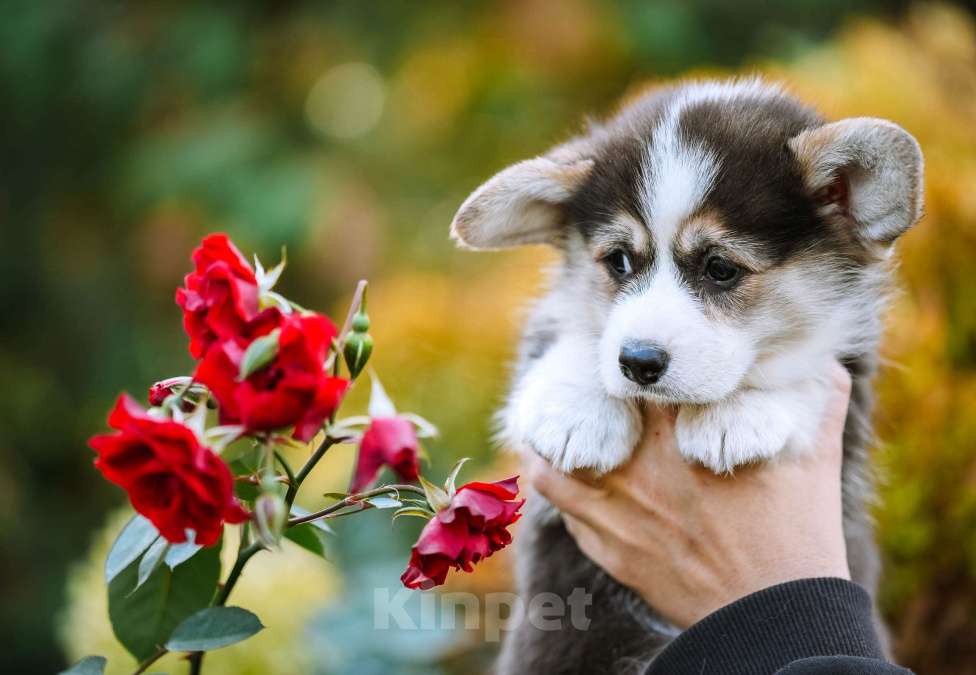 Собаки в Новосибирске: Вельш Корги Пемброк Джуди Хопс Девочка, 65 000 руб. - фото 8