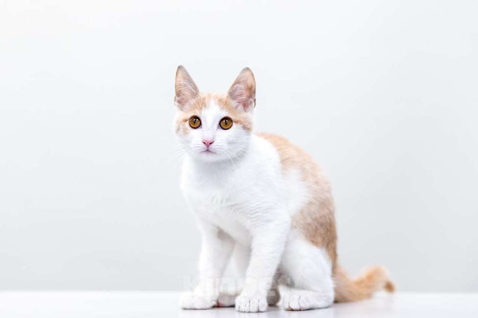 Кошки в Москве: Пончик Мальчик, Бесплатно - фото 4