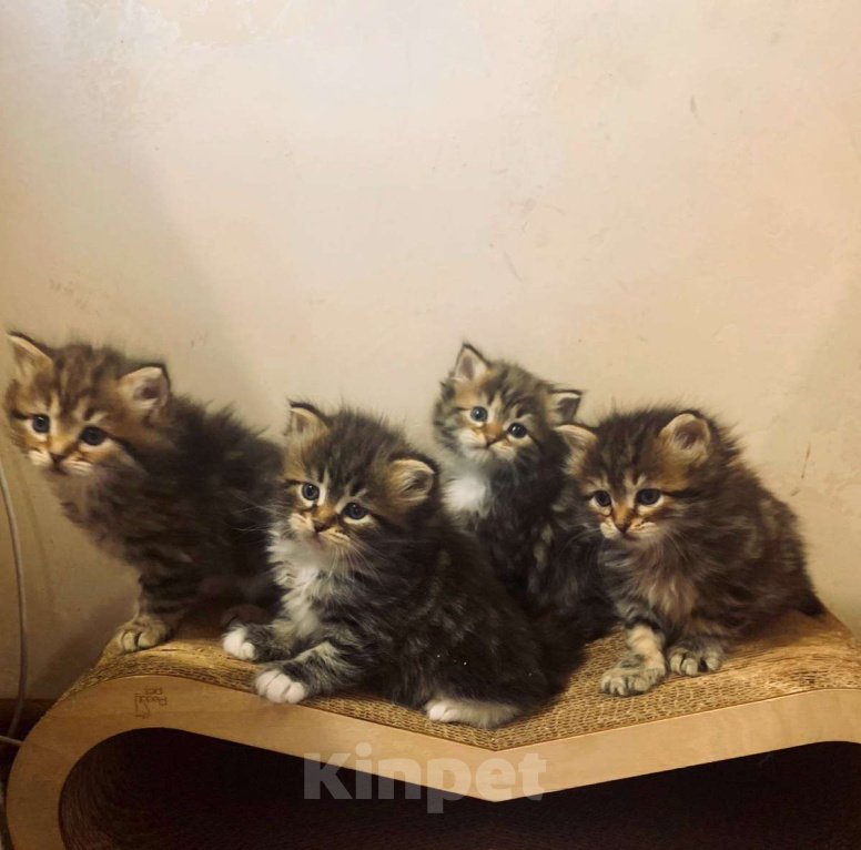 Кошки в Перми: Сибирские кошечки Девочка, 40 000 руб. - фото 6