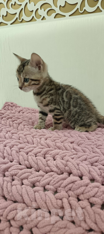 Кошки в других городах Свердловской области: Бенгальский котёнок Мальчик, Бесплатно - фото 3