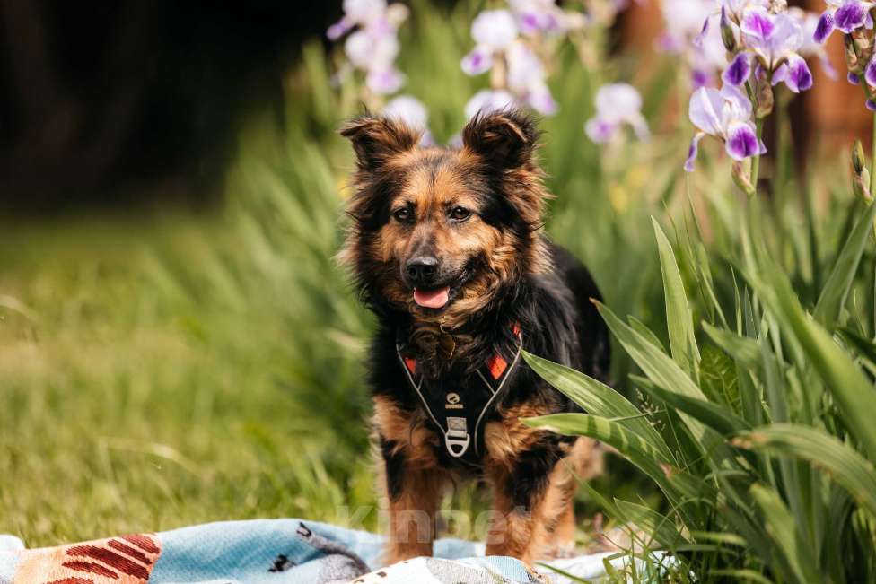 Собаки в Москве: Маленькая пушистая собачка Афелия в дар Девочка, 1 руб. - фото 8
