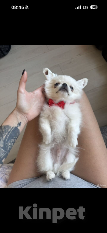 Собаки в Санкт-Петербурге: Щенок Чихуахуа Мальчик, 48 000 руб. - фото 3