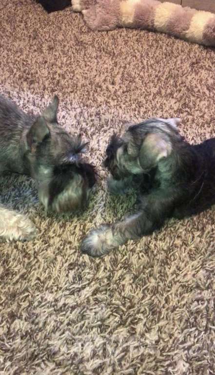 Собаки в Москве: Малыши цвергшнауцера перец с солью  Мальчик, 40 000 руб. - фото 3