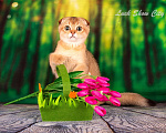 Кошки в Санкт-Петербурге: Золотая кошечка 🎀 скоттиш фолд Девочка, Бесплатно - фото 4