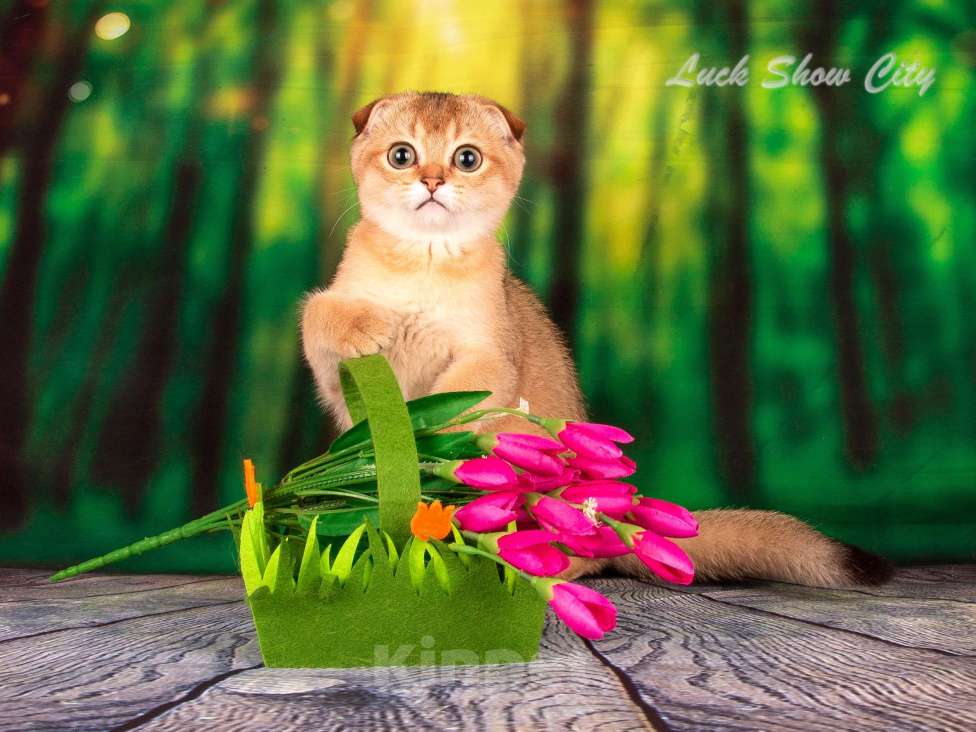 Кошки в Санкт-Петербурге: Золотая кошечка 🎀 скоттиш фолд Девочка, Бесплатно - фото 4