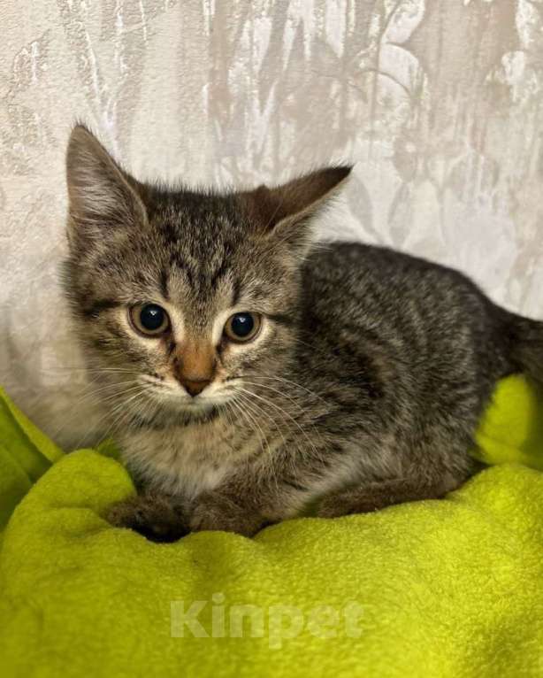 Кошки в Москве: Котенок Моня ищет дом Девочка, Бесплатно - фото 3