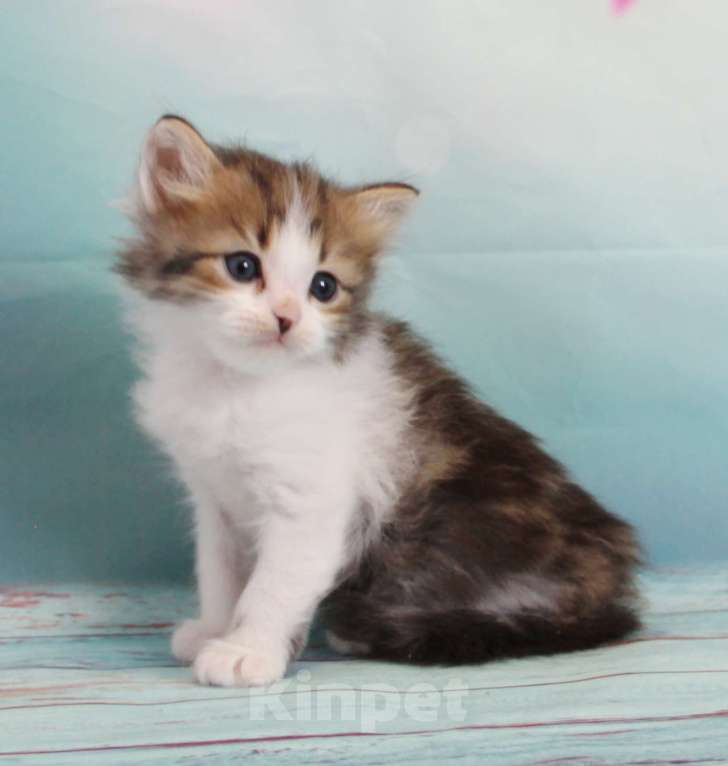 Кошки в Домодедово: Сибирские котята Мальчик, 40 000 руб. - фото 2