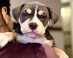 Собаки в Симферополе: Американский булли  Девочка, 60 000 руб. - фото 5