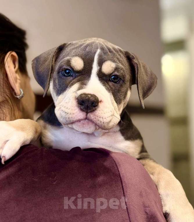 Собаки в Симферополе: Американский булли  Девочка, 60 000 руб. - фото 5