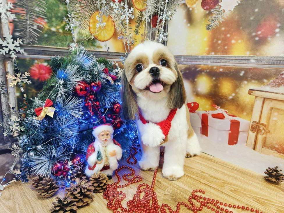 Собаки в других городах Ленинградской области: Вязка кобель  Мальчик, Бесплатно - фото 3